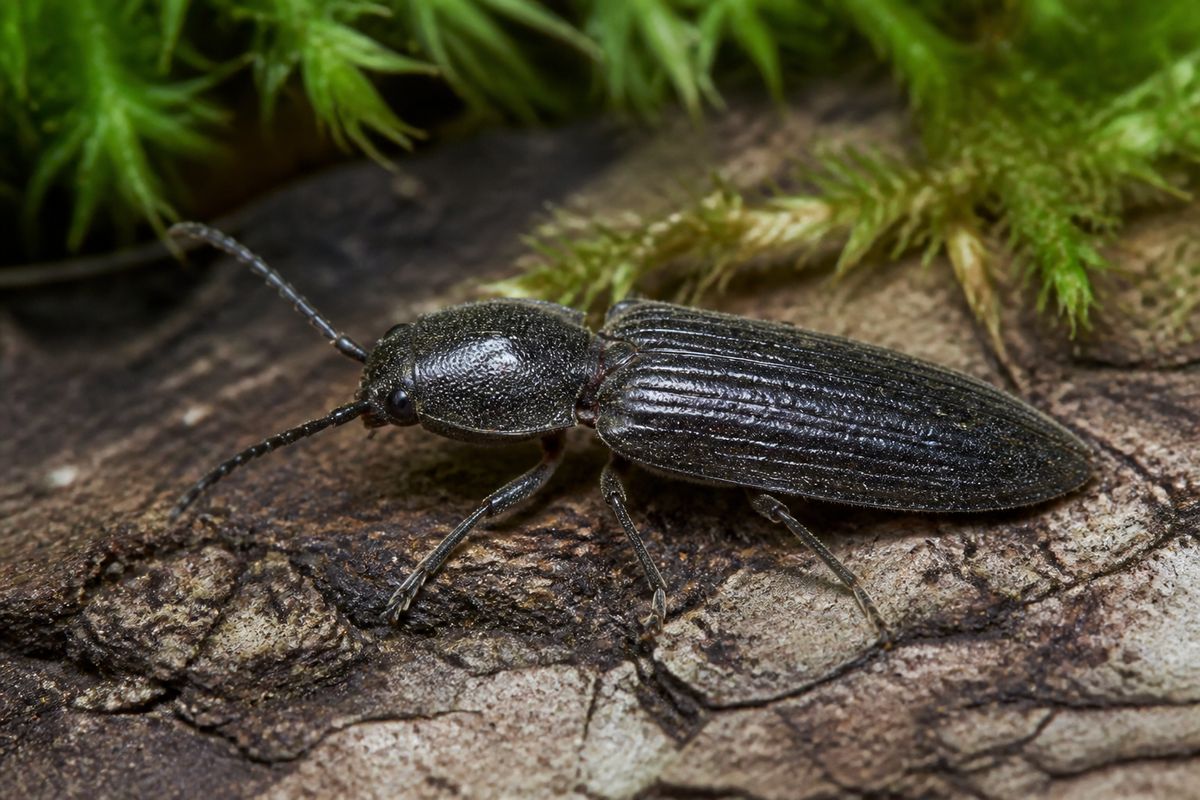 What Is the Life Cycle of Click Beetles? Stages and Facts