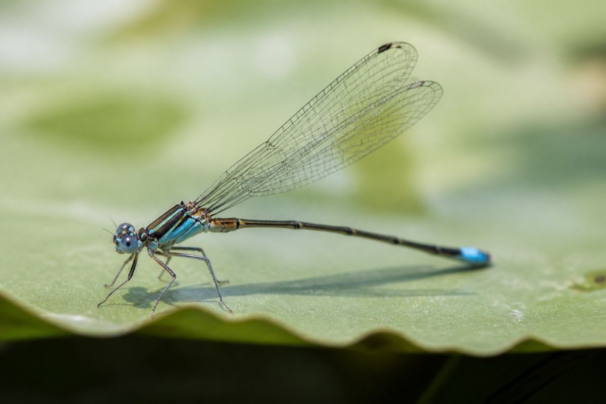 What Is the Life Cycle of Damselflies? Stages and Facts