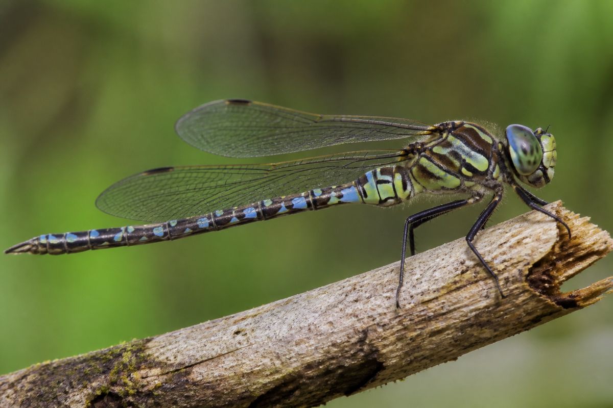 What Is the Life Cycle of Dragonflies? Years Underwater