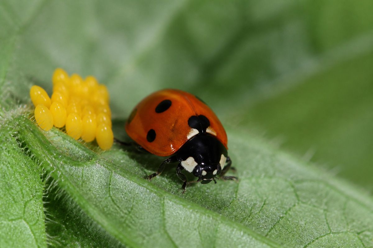 What Is the Life Cycle of Ladybugs? Egg to Adult, 4 Stages