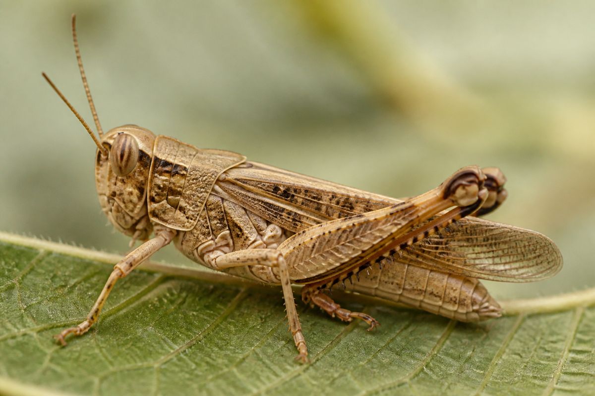 What Is the Life Cycle of Locusts? Egg, Hopper, Adult