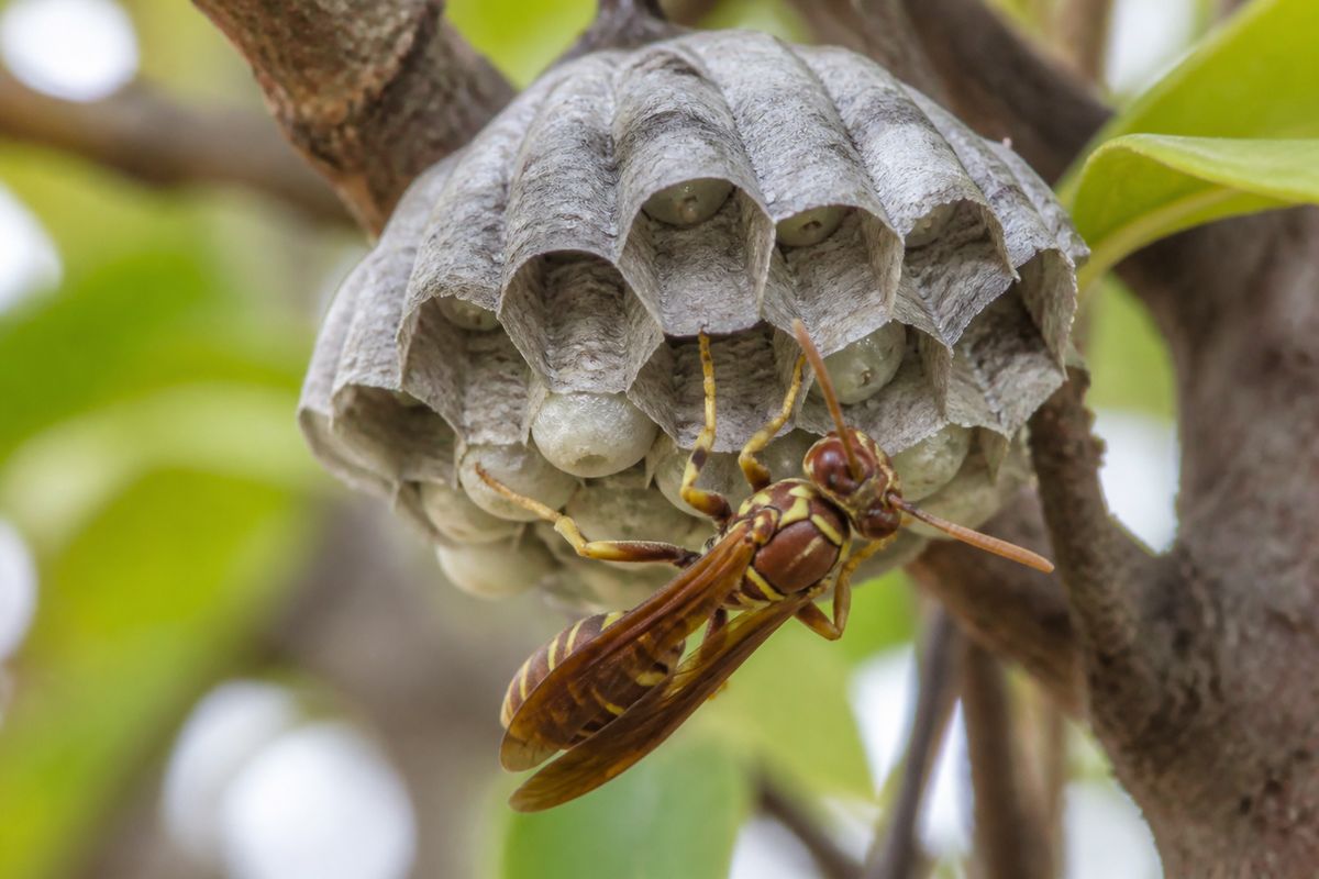 What Is the Life Cycle of Paper Wasps? From Egg to Adult