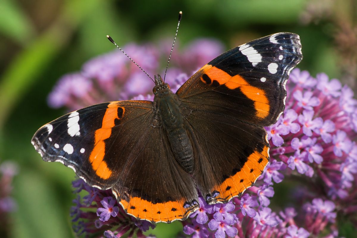 What Is the Life Cycle of Red Admiral Butterflies?