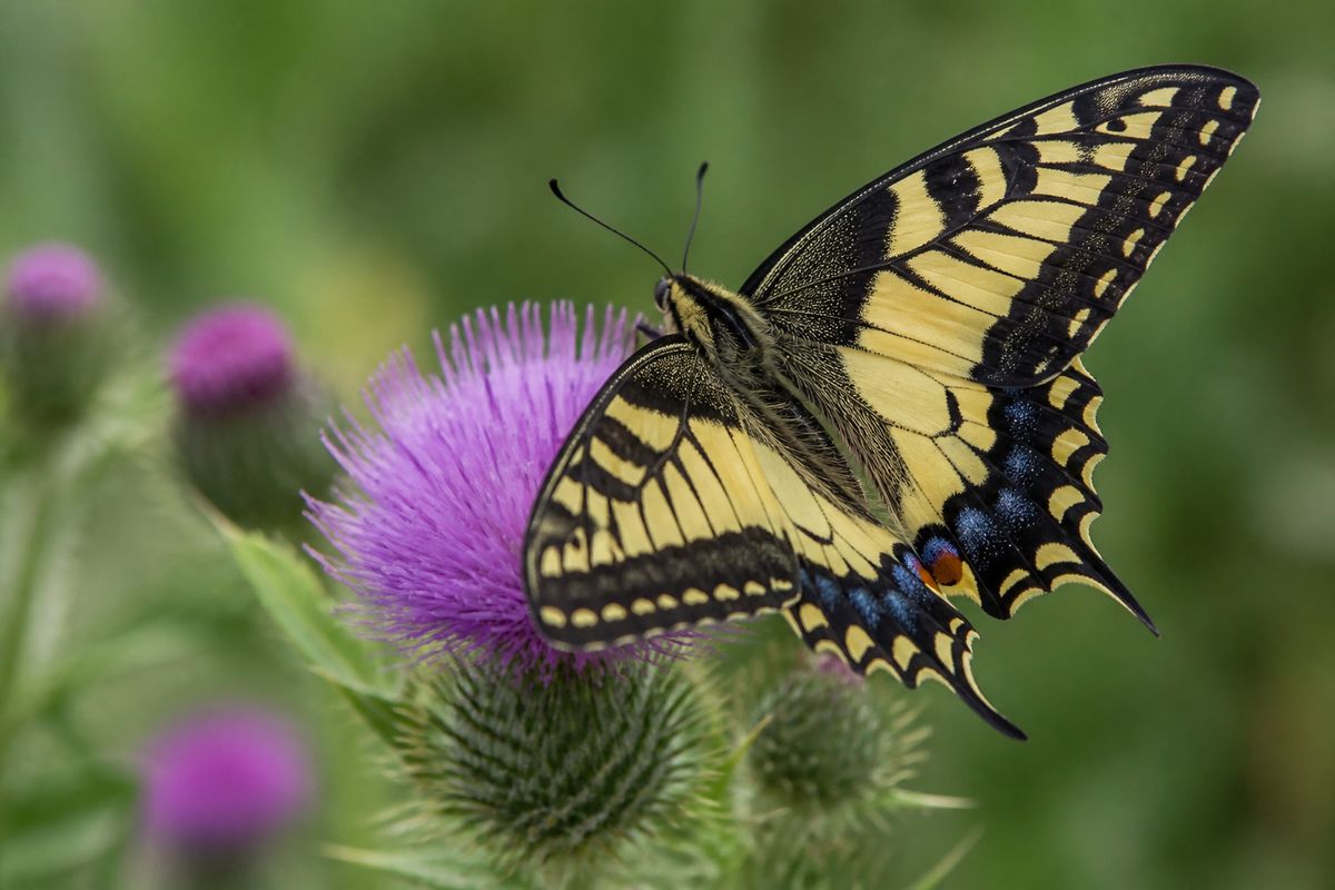 What Is the Life Cycle of Swallowtail Butterflies? Egg to Adult