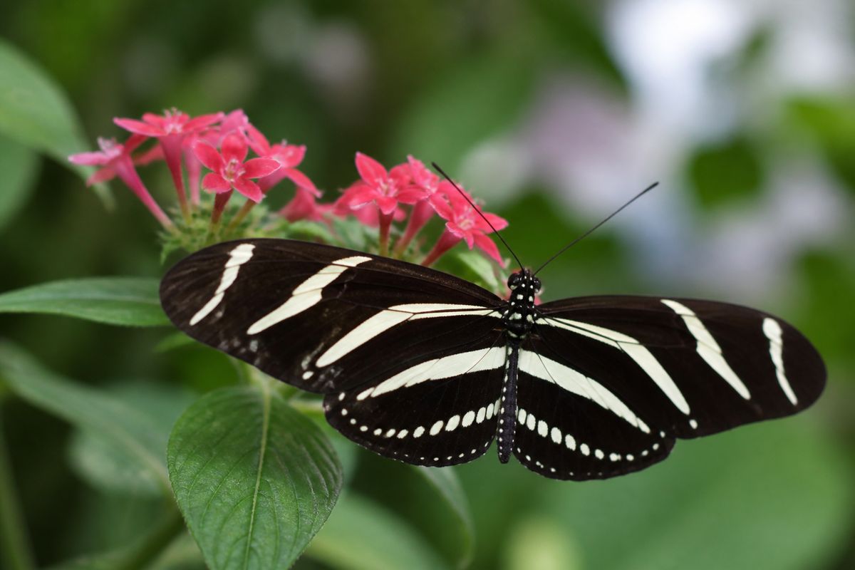 What Is the Life Cycle of Zebra Longwing Butterflies?