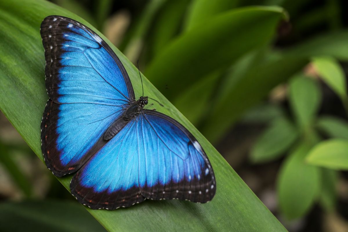 Where Do Blue Morpho Butterflies Live? Mexico to Paraguay