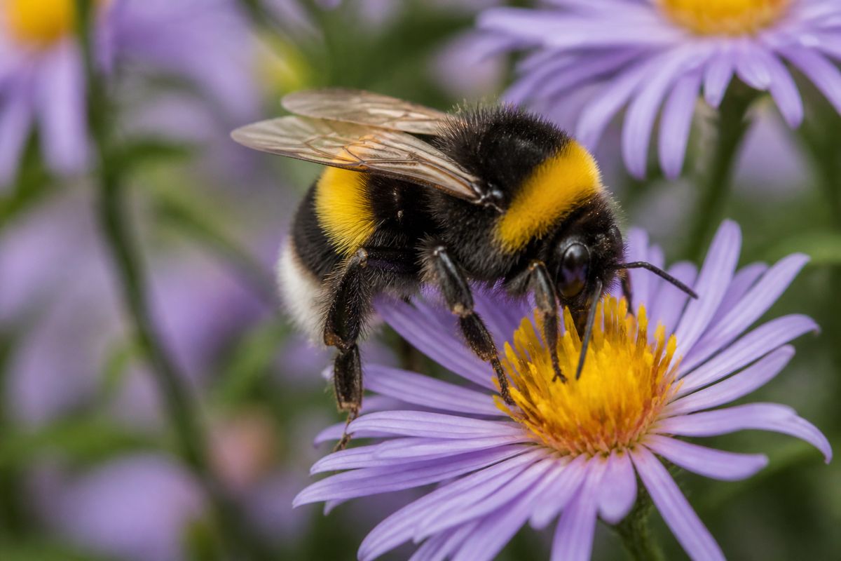 Where Do Bumblebees Live? Nests, Range, and Climate Limits