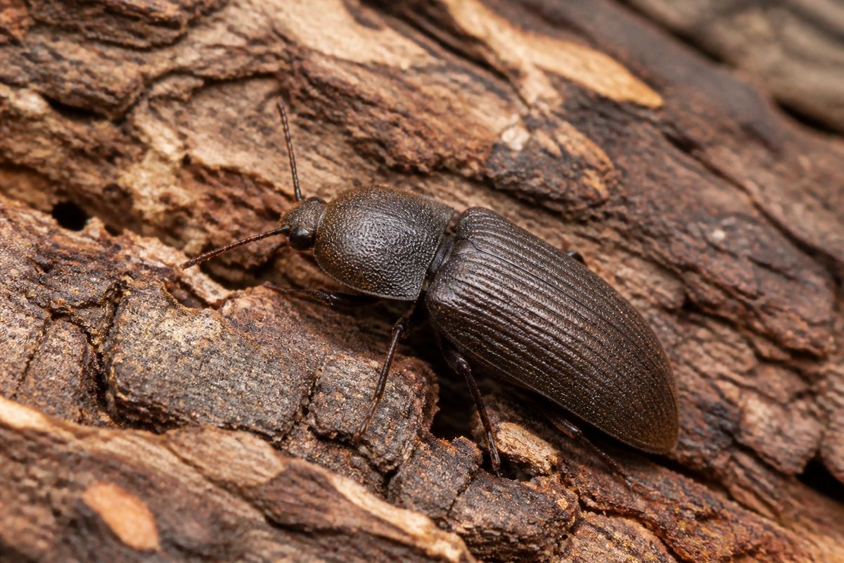 Where Do Click Beetles Live? Forests, Fields, and Soil