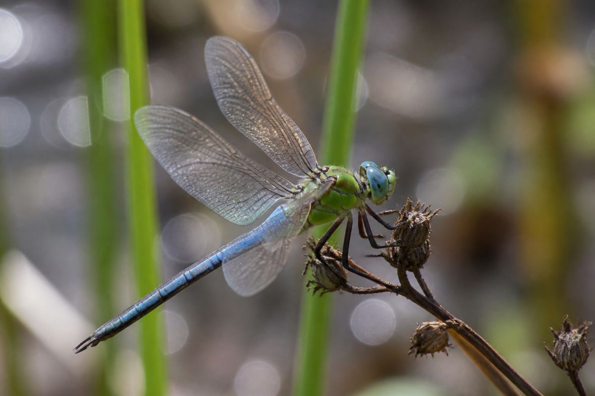 Where Do Dragonflies Live? Underwater First, Then Airborne