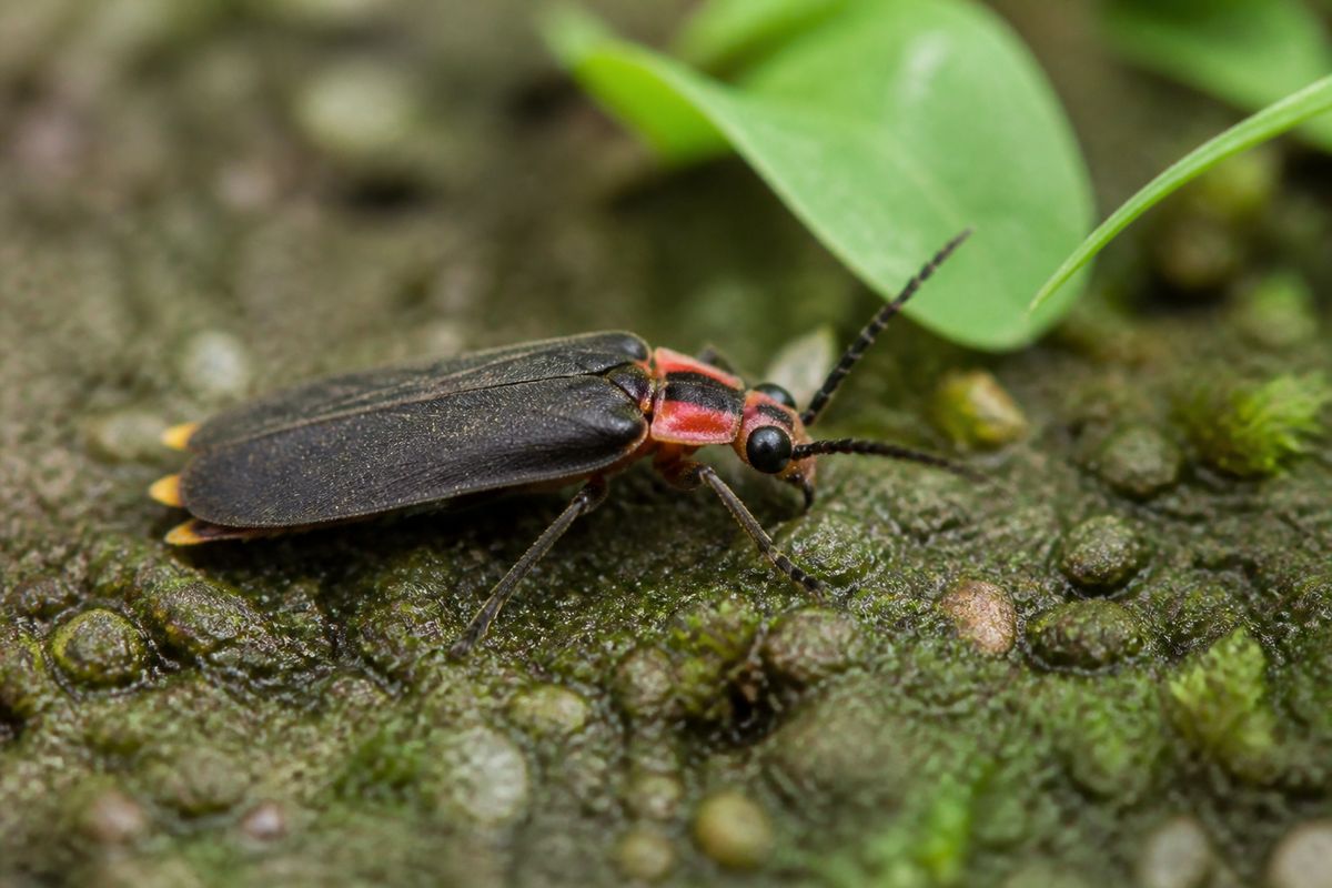 Where Do Fireflies Live? From Leaf Litter to Mangrove Rivers