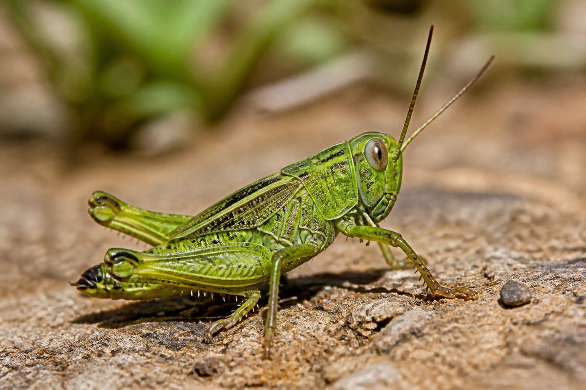 Where Do Grasshoppers Live? Grasslands to Deserts
