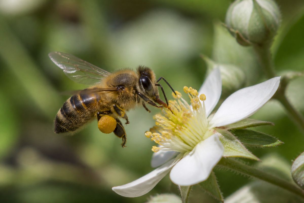Where Do Honey Bees Live? Hollow Trees to Rooftops