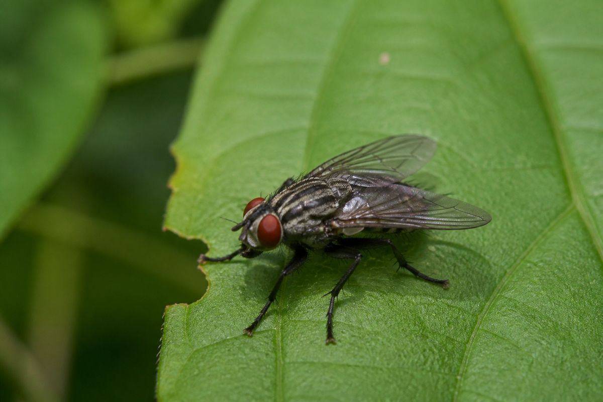 Where Do Houseflies Live? Manure Piles, Trash, Drains