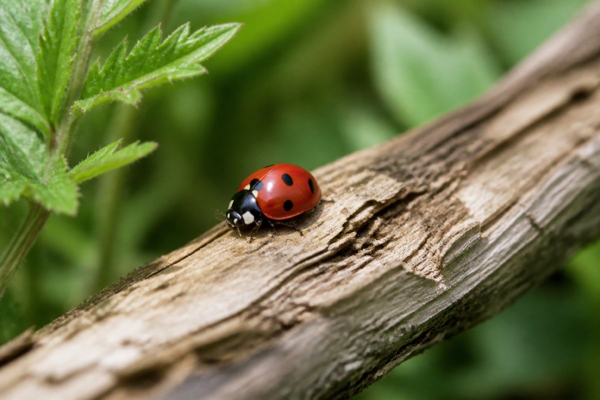 Where Do Ladybugs Live? Aphid-Rich Habitats Explained