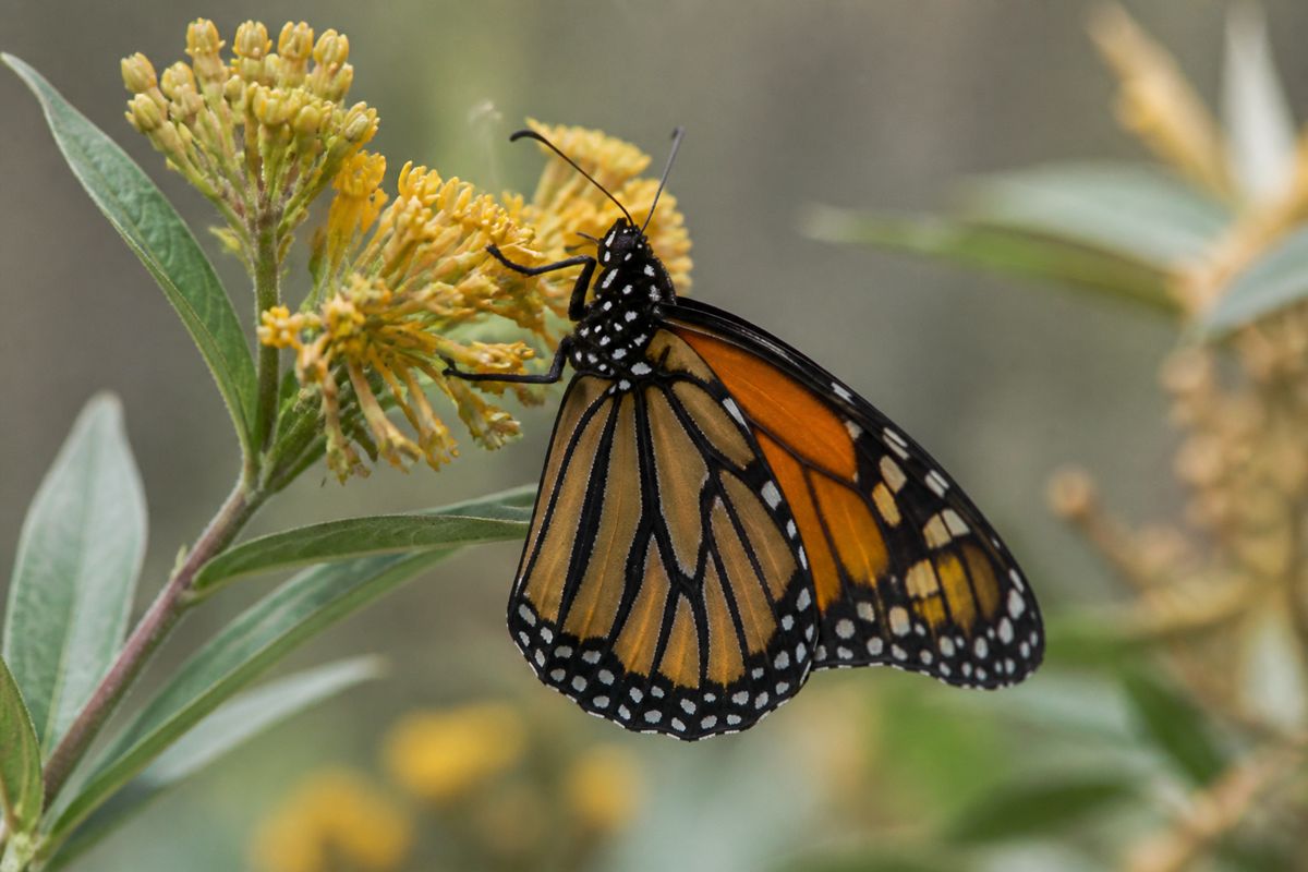 Where Do Monarch Butterflies Live? Milkweed to Oyamel Firs