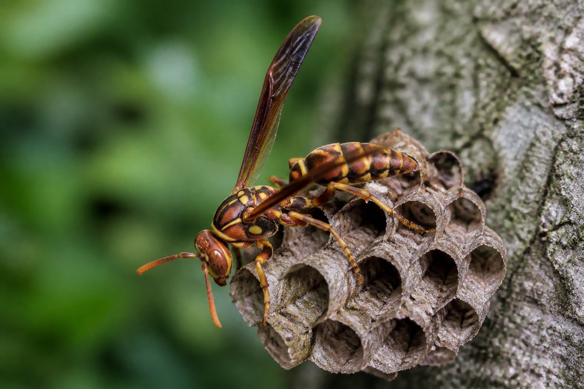 Where Do Paper Wasps Live? Under Eaves and in Woodlands