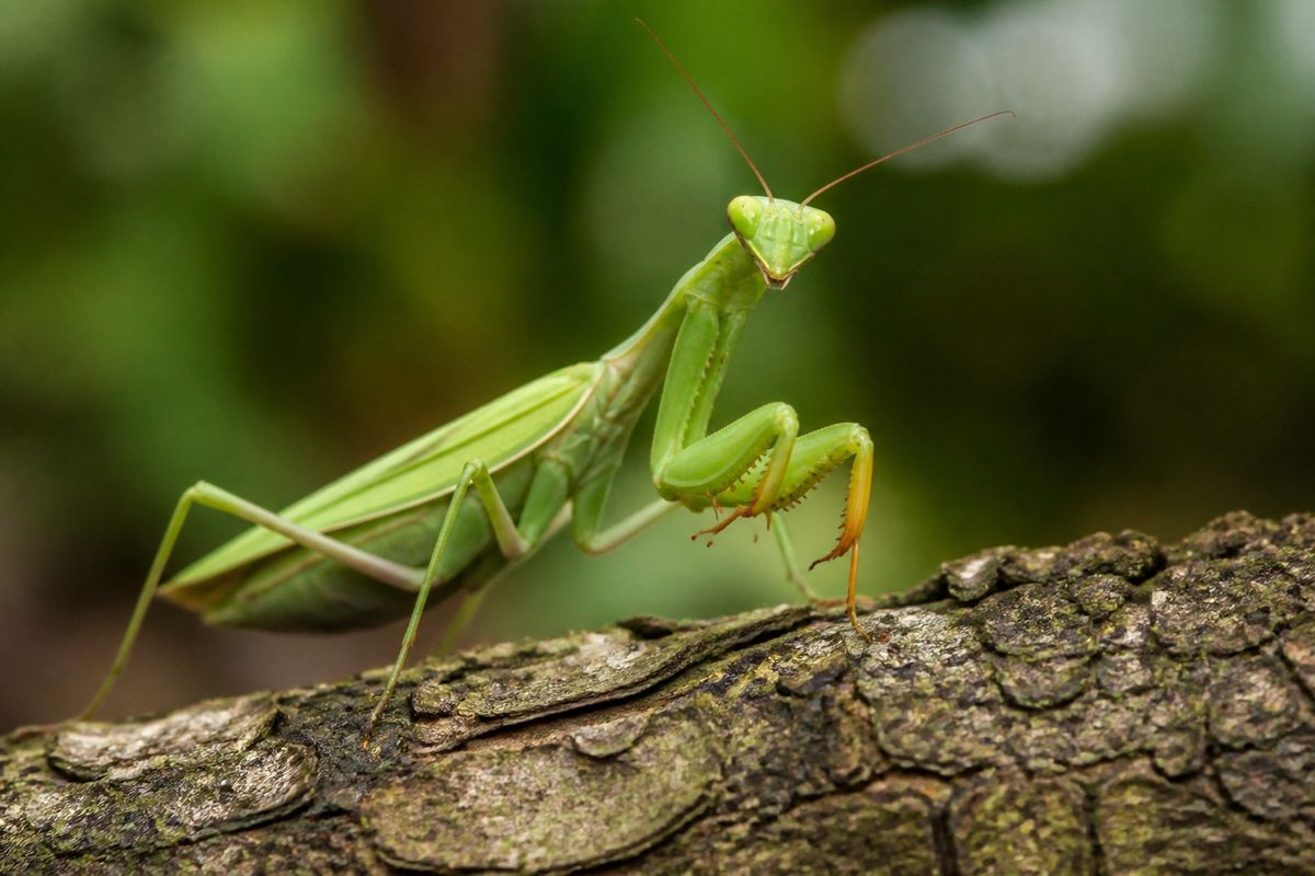 Where Do Praying Mantises Live? Habitat and Distribution Guide