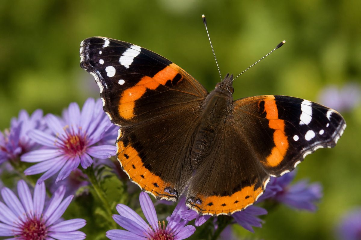 Where Do Red Admiral Butterflies Live? A Migratory Range