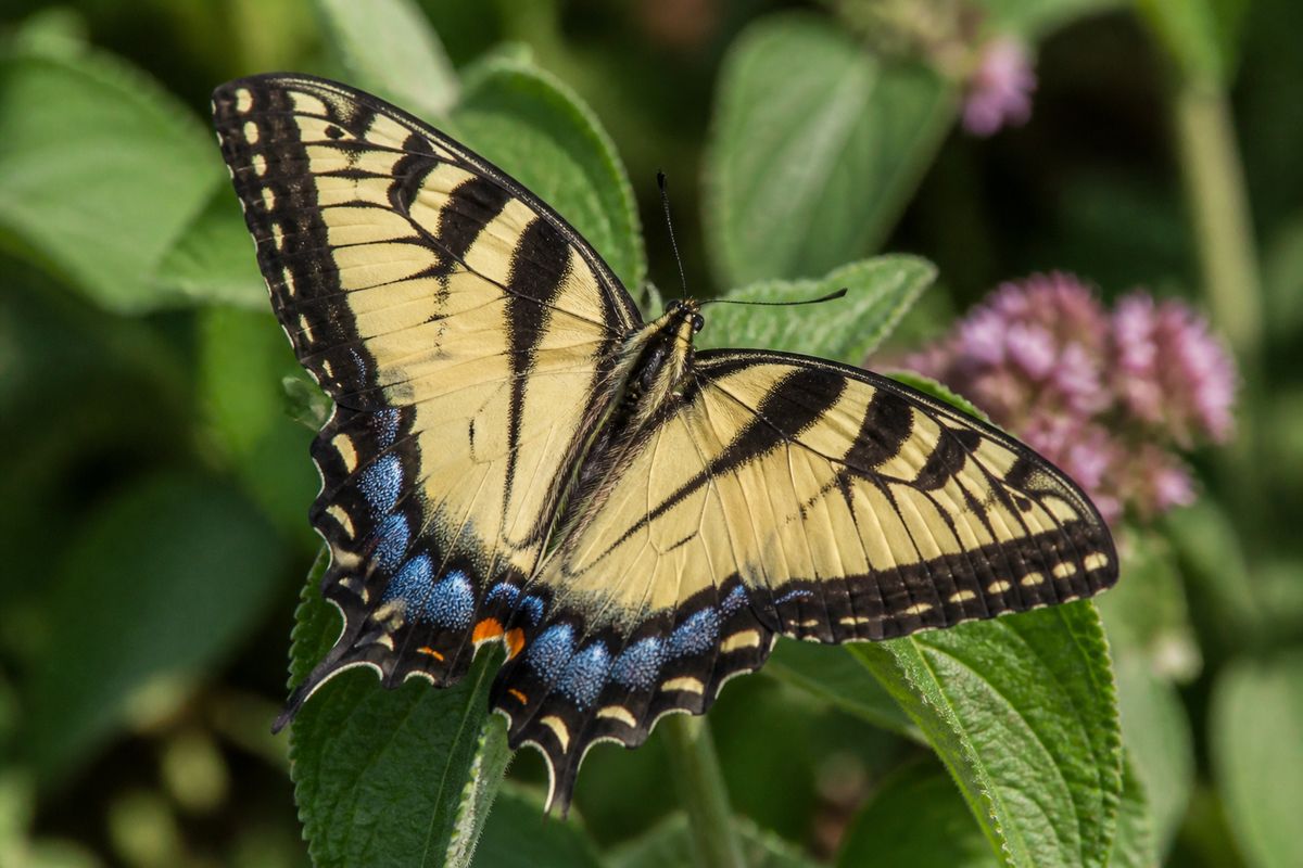 Where Do Swallowtail Butterflies Live? Forests to Wetlands