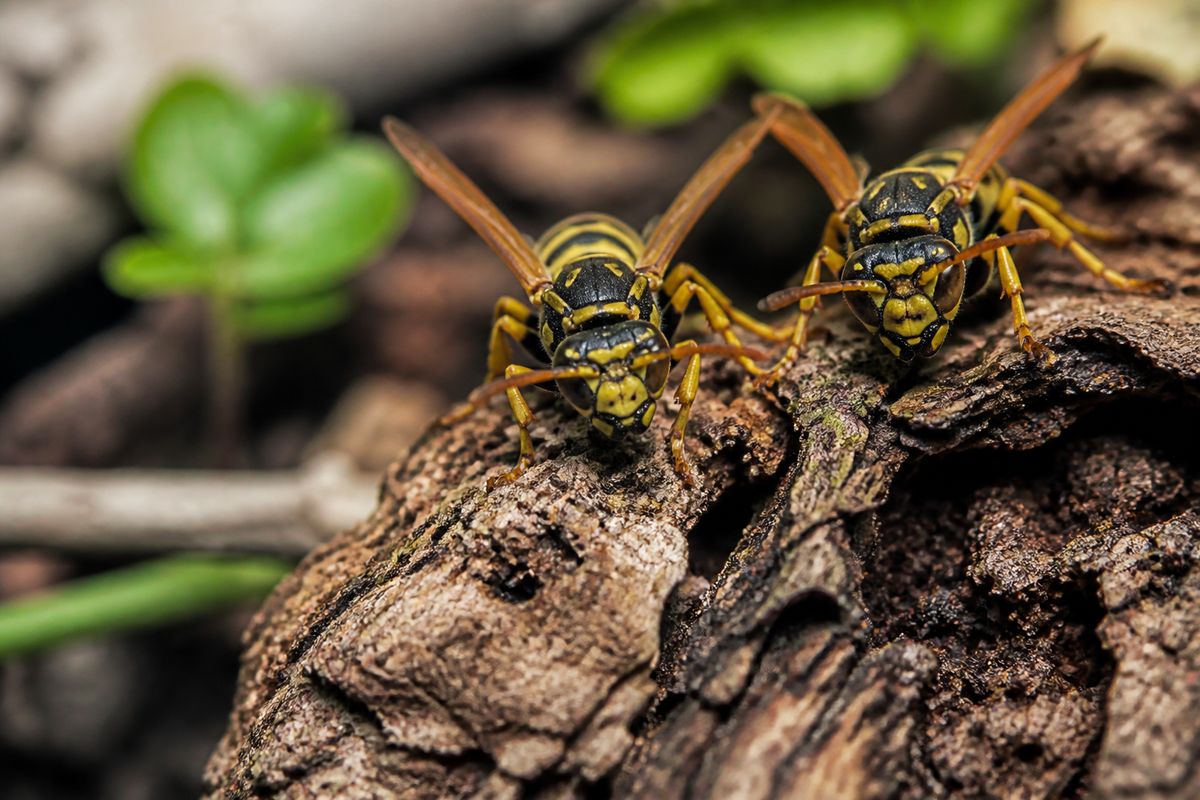 Where Do Yellowjackets Live? Habitat and Distribution Guide