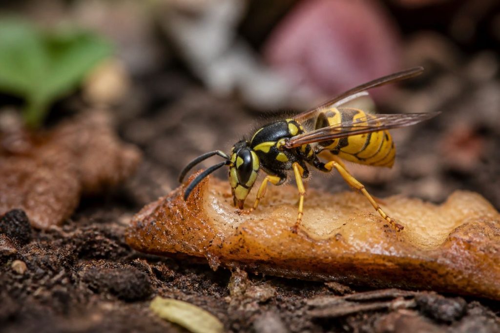 How Do Yellowjackets Contribute to the Ecosystem?