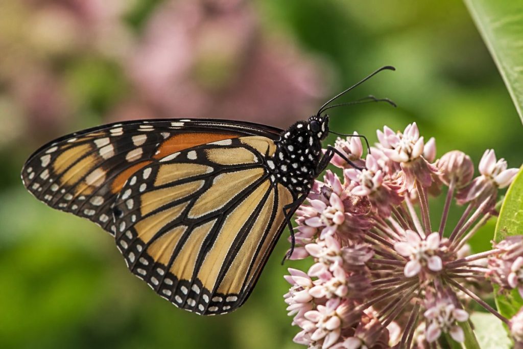 What Do Monarch Butterflies Eat? Milkweed and Nectar