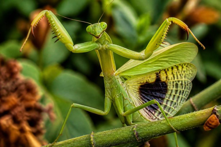Are Praying Mantises Dangerous to People?