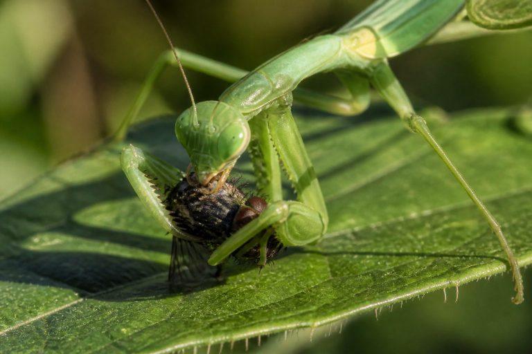 How Do Praying Mantises Catch and Eat Prey?