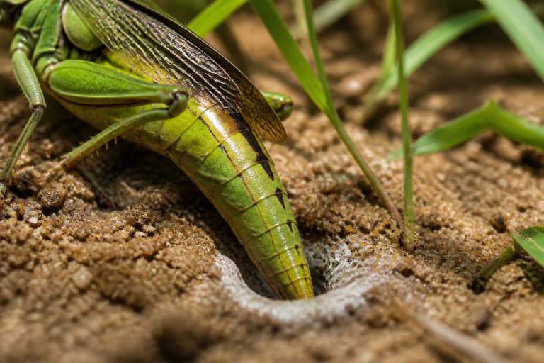 Locust Eggs: Where Egg Pods Are Laid and How They Hatch