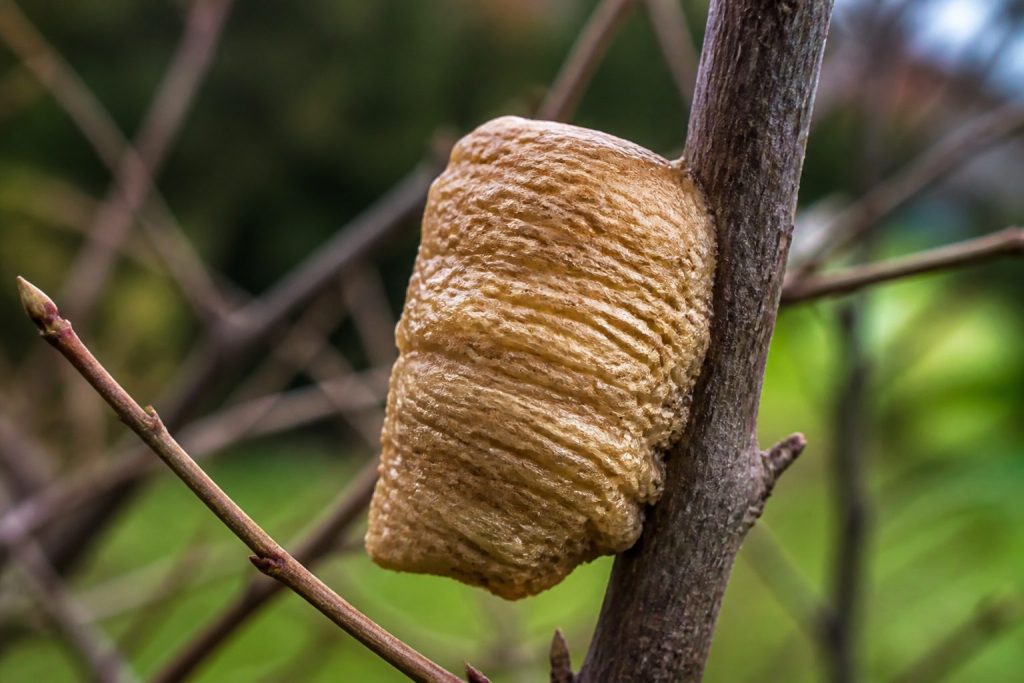 A praying mantis egg case (ootheca), a tan foam-like hardened mass attached to a twig