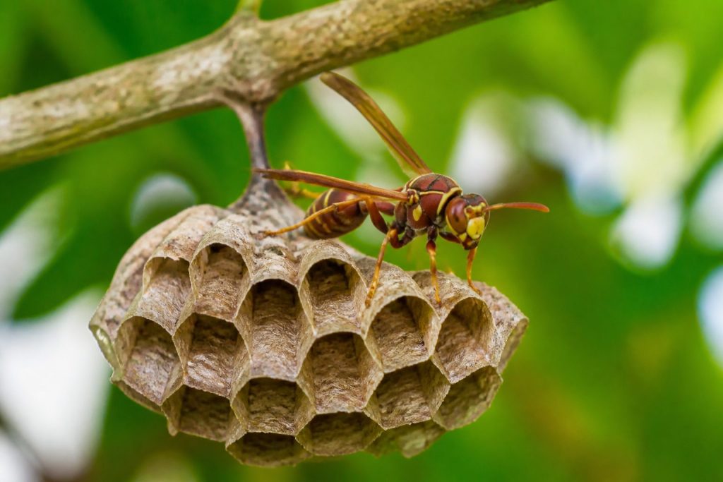 Paper Wasps