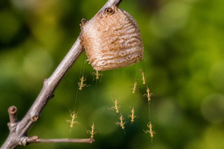 Praying Mantis Egg Case Identification and Hatching