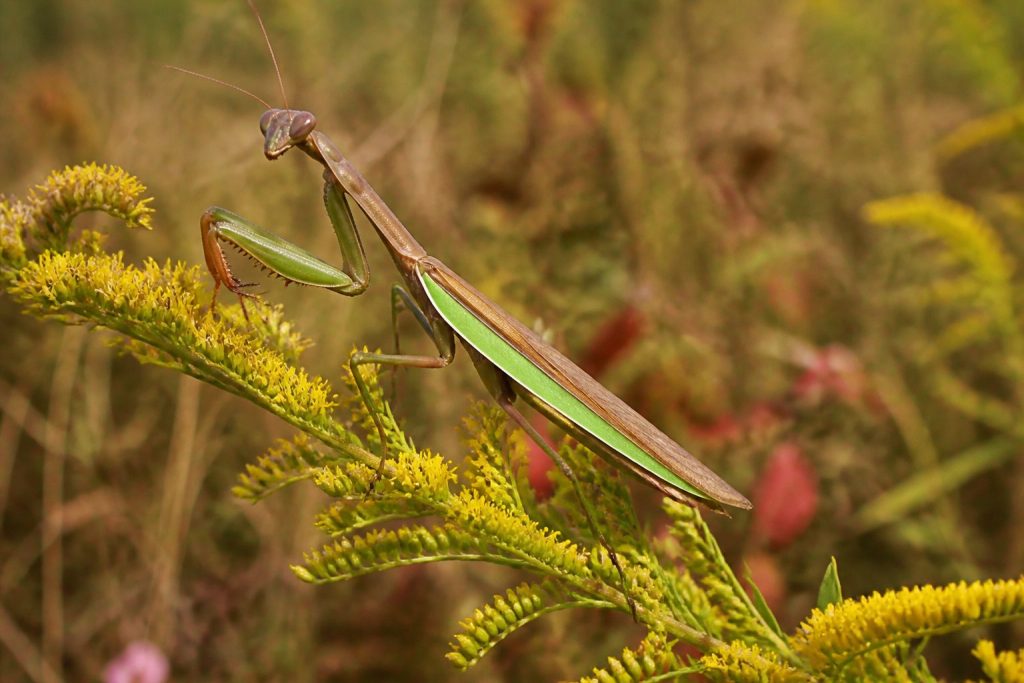 Praying Mantis Species Found in North America