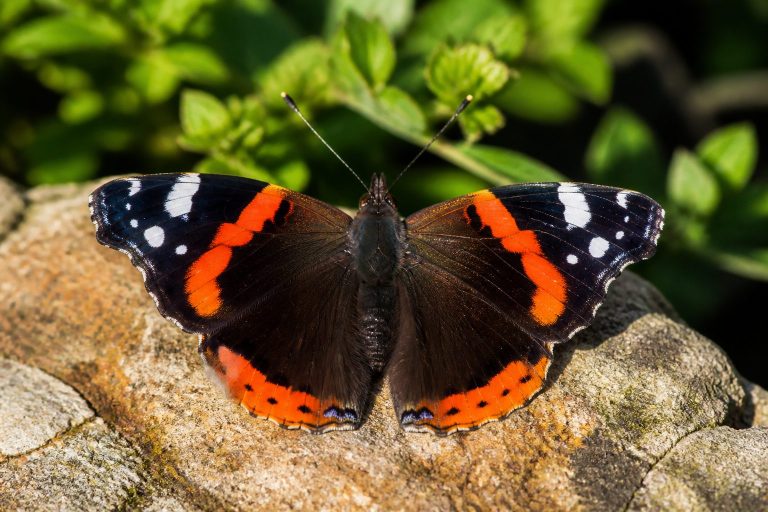 Red Admiral Butterfly Identification, Habitat, and Migration