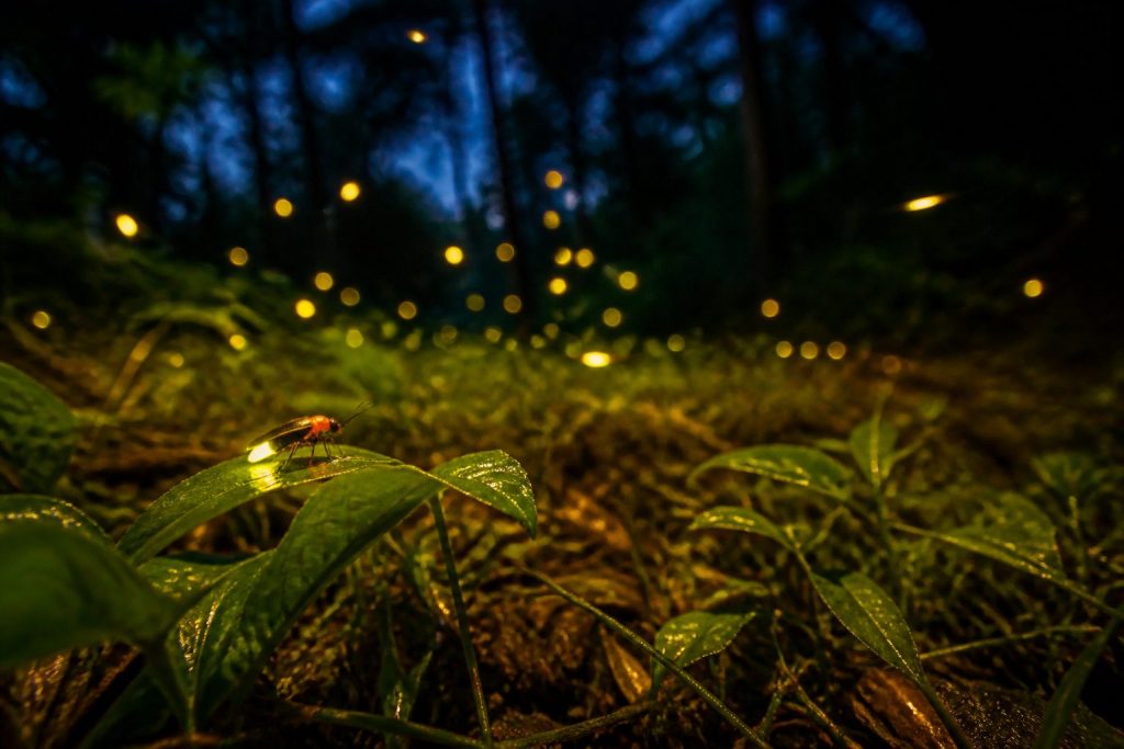 When Do Fireflies Come Out? Time, Season, and Weather
