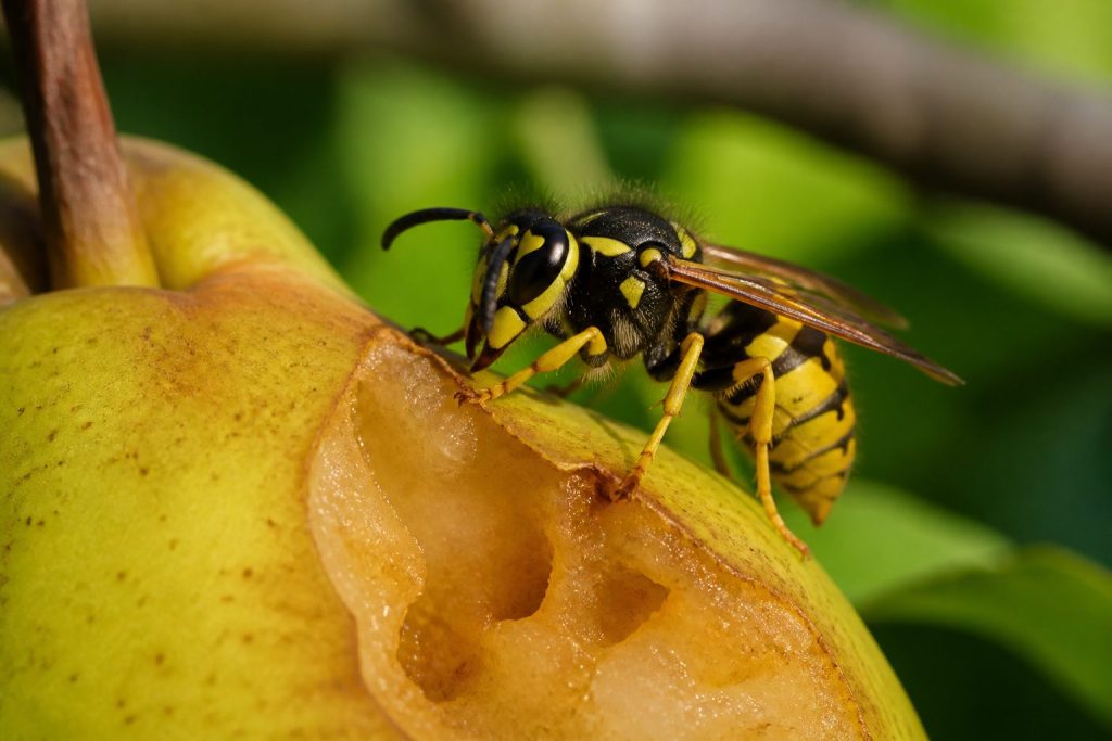 Yellowjackets